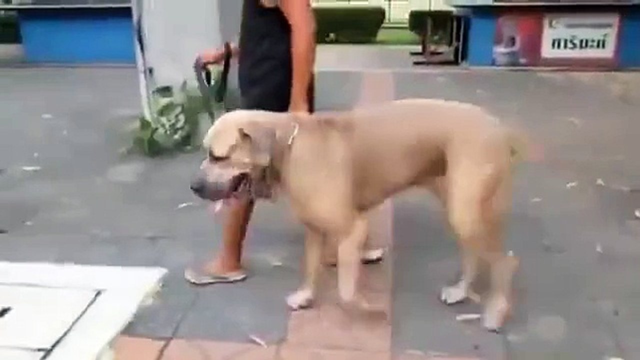 Dog and Cat Fight HD Vids