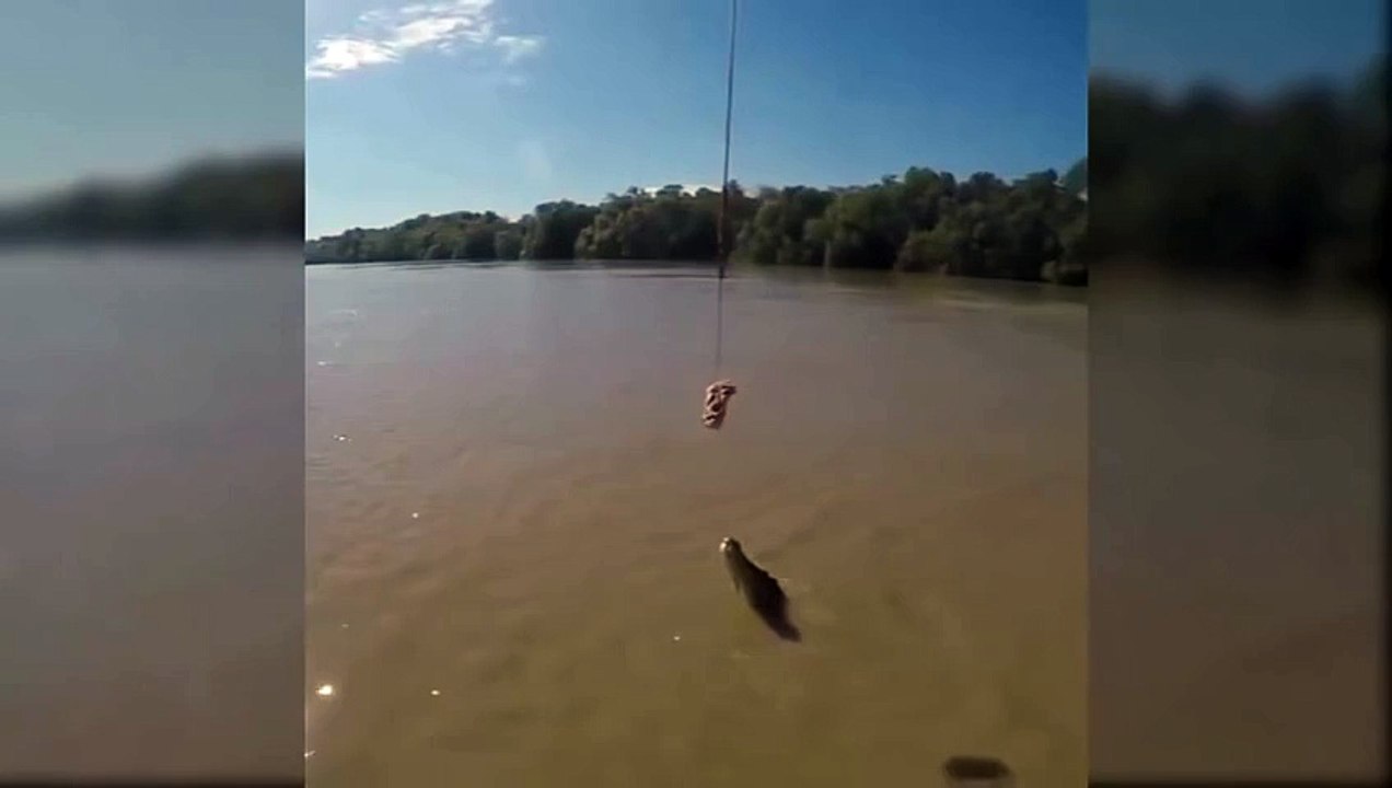 Un crocodile se met debout hors de l’eau grâce à la force de sa queue
