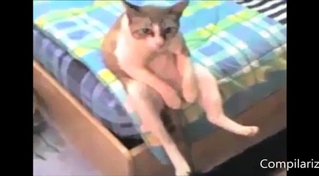 HAYVANLARDAN TUHAF HAREKETLER