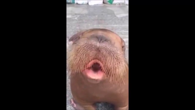 Ready to whistle... Hilarious animal