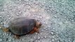 Snapping turtle in scary attack - Do NOT mess with this turtle -   HD 2015