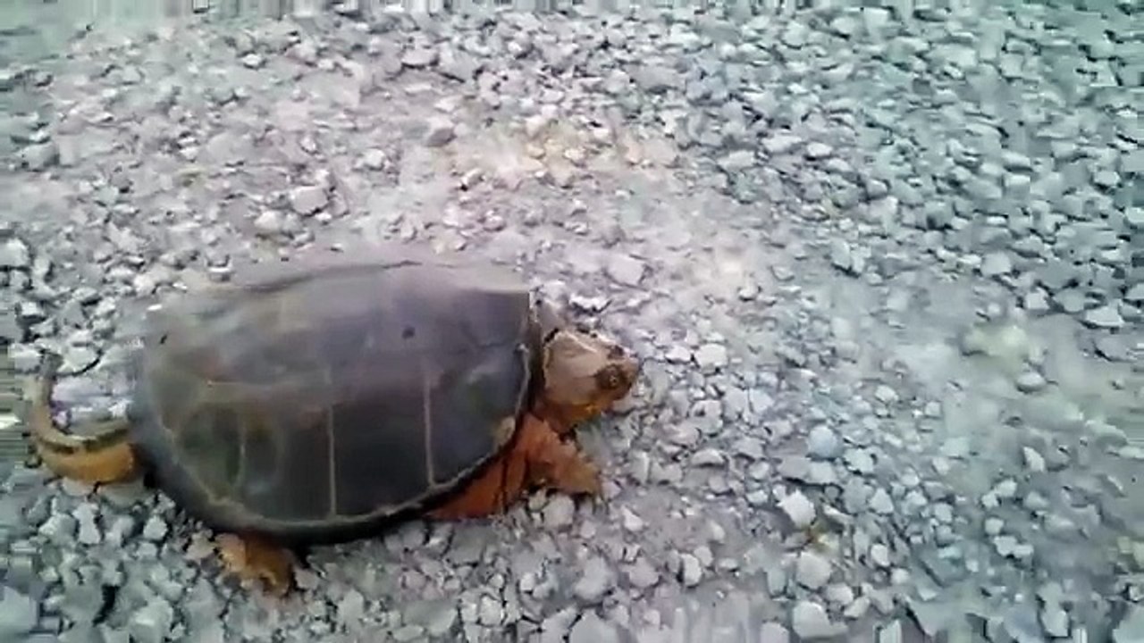 Snapping turtle in scary attack - Do NOT mess with this turtle -   HD 2015