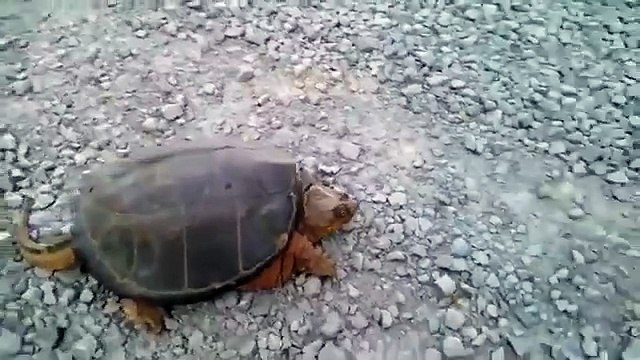 Snapping turtle in scary attack - Do NOT mess with this turtle - HD 2015