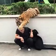 Incredible Friendship between Man and Lion
