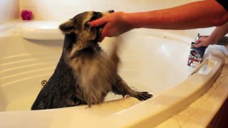 Raccoon Takes A Bath