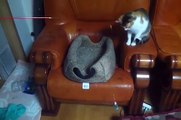 Cat Teases Cat