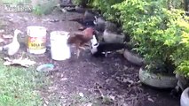 Bullying Goes Wrong - Duck Beating The Shit Out Of Rooster