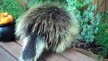 Teddy Bear the Porcupine's Halloween Feast