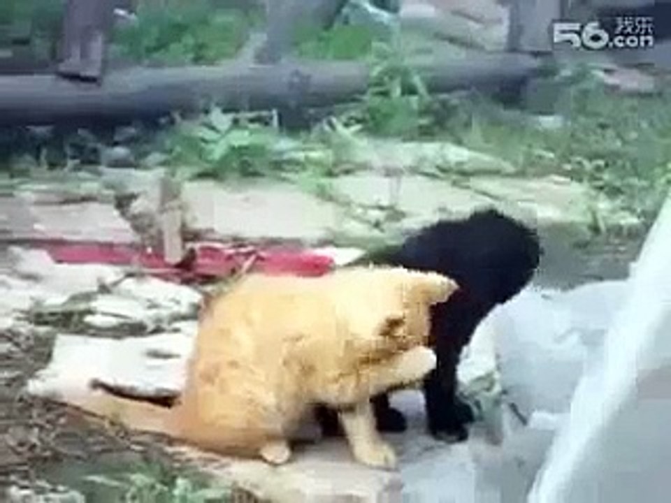 funniest fails funny videos that make you laugh so hard you cry 2014 wahab418‬ [Full Episode]