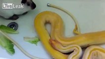 **Burmese Python *VS* Cute Rabbit** (Constricts) -Feeding-