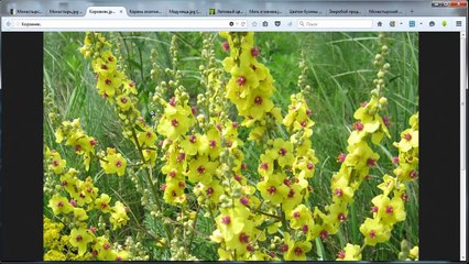 Монастырский чай от курения.Отзывы.Монастырский сбор от курения.Где купить!