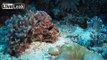 amazing footage of live corals Australia's Great Barrier Reef