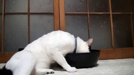 Жадный котэ!