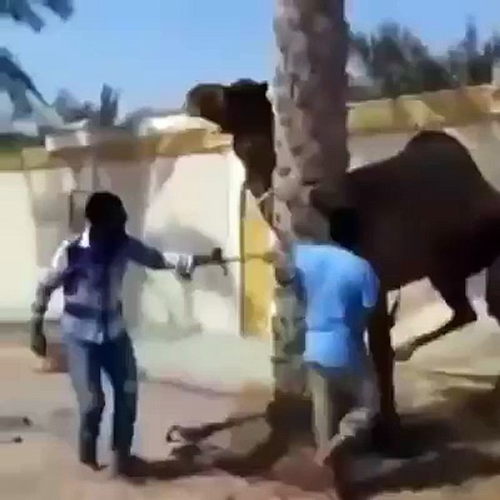 camel beat a man.owner