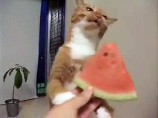 Кот ест арбуз!