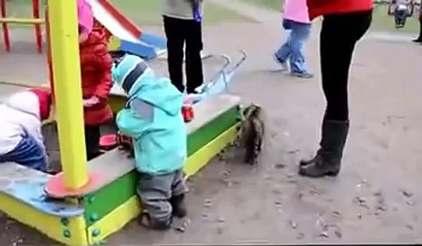 Кот защищает детей от собаки!