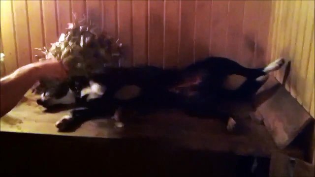 Собака которая любит парится в бане ))