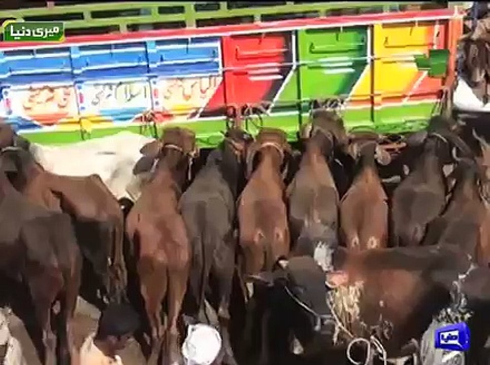'Dabang Khan' attracts visitors in Bahawalpur cattle market.