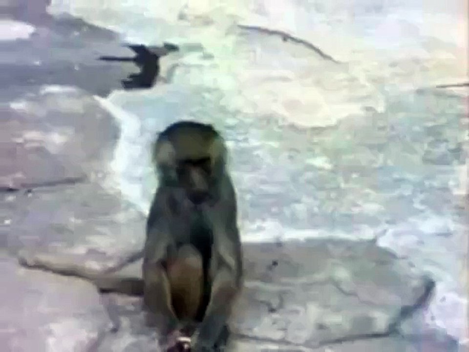funny monkey