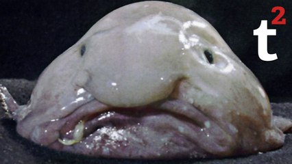 Animals Straight Out of Science Fiction