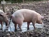 URINE--There--Buddy    -    A Pig Enjoying his Buddy's Flow