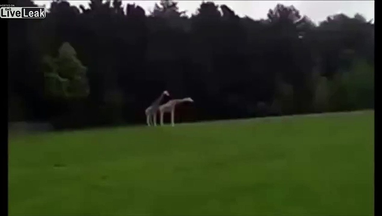 Giraffe Mating Gone Wrong