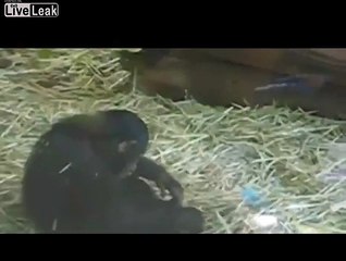 Chimp forcibly rapes a frog