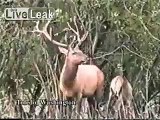 Deer hunter meets his match