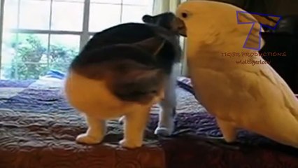 Cats and dogs vs parrots - Funny and cute animal compilation