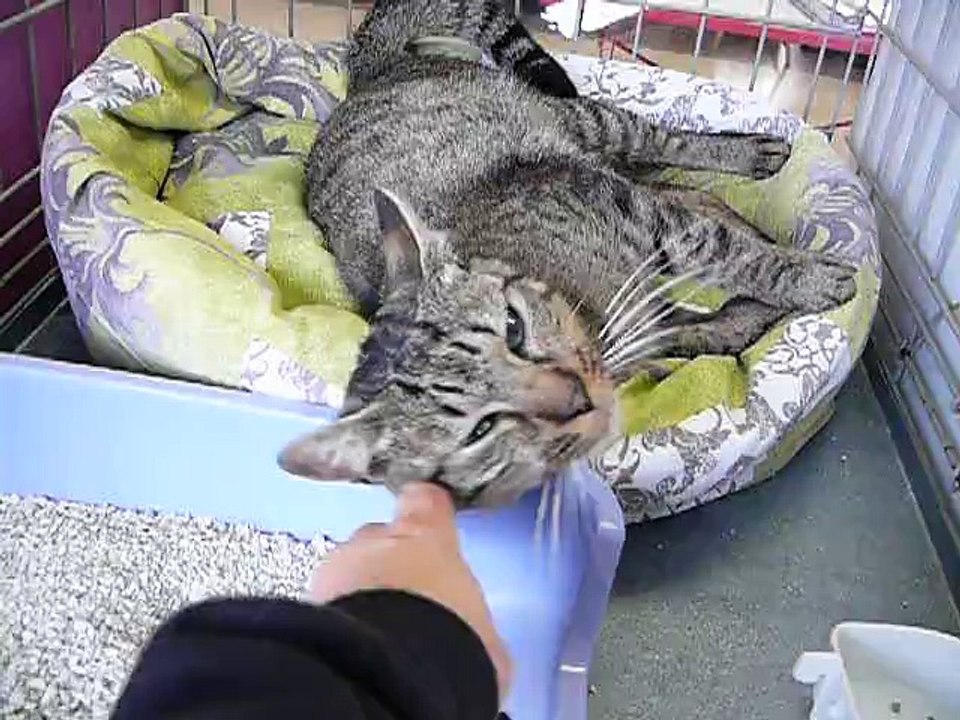 lester à l'adoption