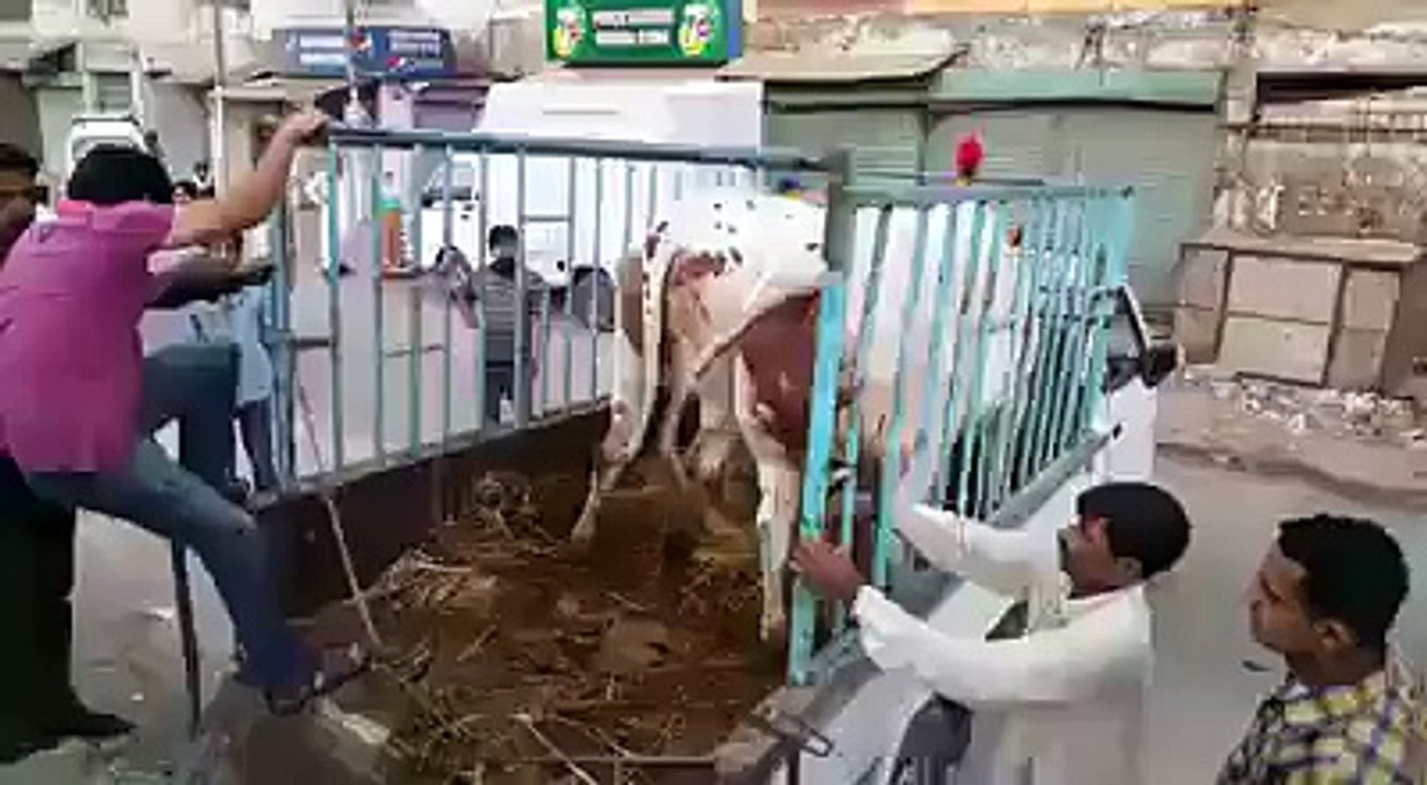 ھاھاھا بیچاروں کی دوںوں قربانی کی گائے بھاگ گئی