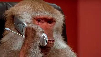 Un singe téléphone comme un professionnel mdr