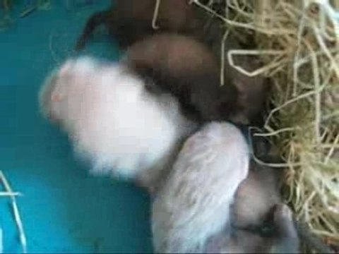 Les premiers jeux des bébés