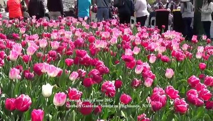 Bowral Tulip Time & Cherry Blossom Galston, Sydney 19 Sept 2015