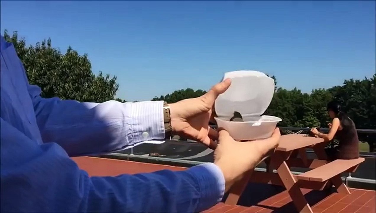 Bye Bye Little Bird