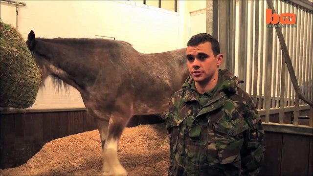 Самые большие и сильные лошади мира!