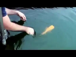 Sevgiye Muhtaç Balık