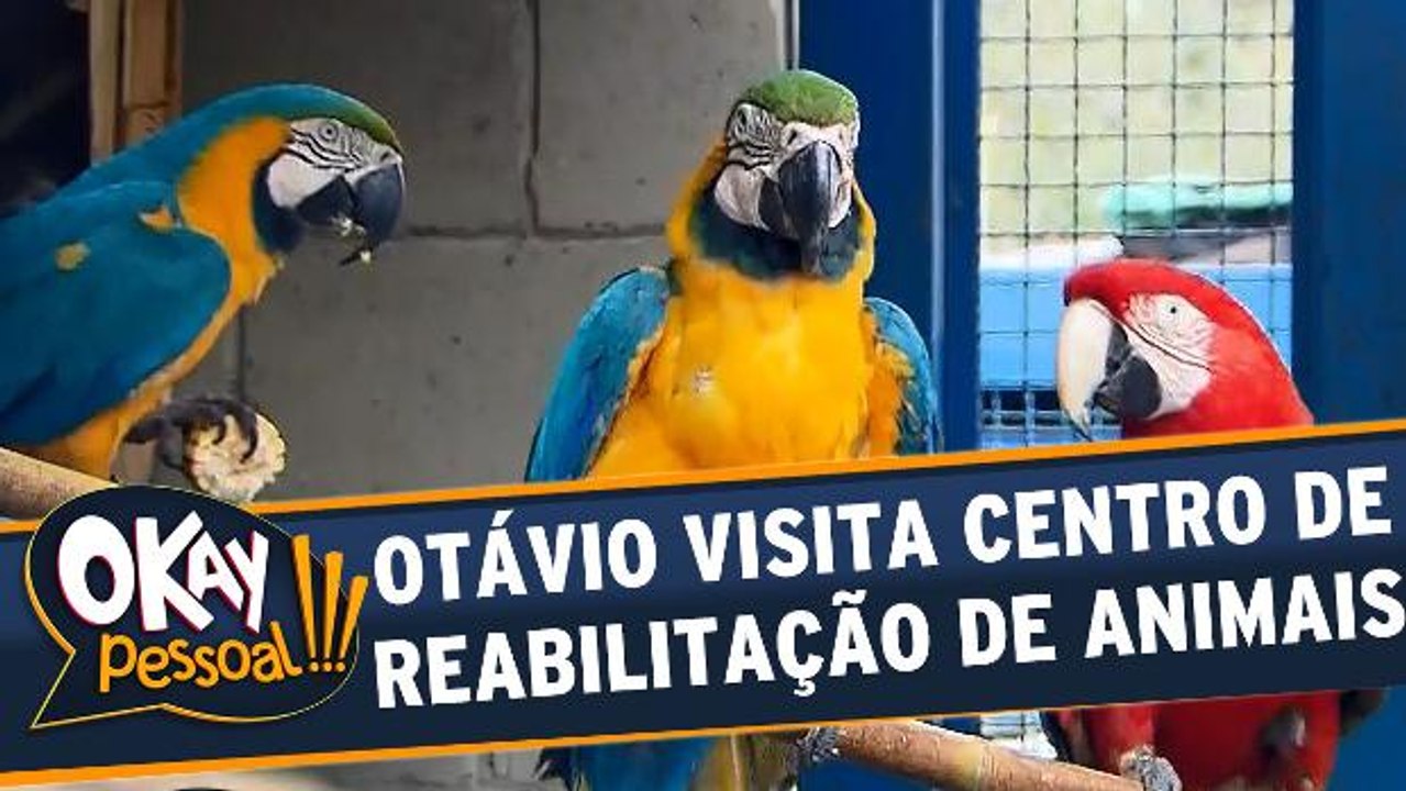 Otávio Mesquita conhece o Centro de Reabilitação de animais silvestres