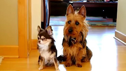 'Mutfağa Kim Pisledi-' Sorusu Gelince Eliyle Arkadaşını Gösterip Anında Satan Köpek