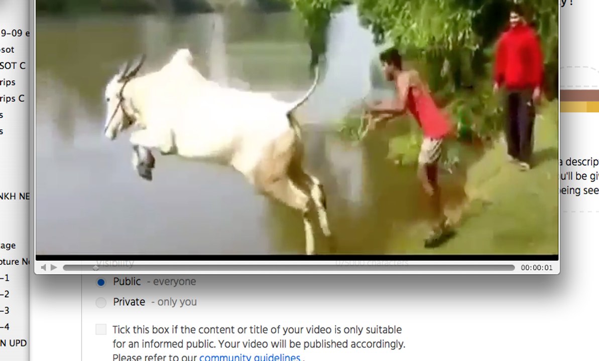 Cow diving in canal