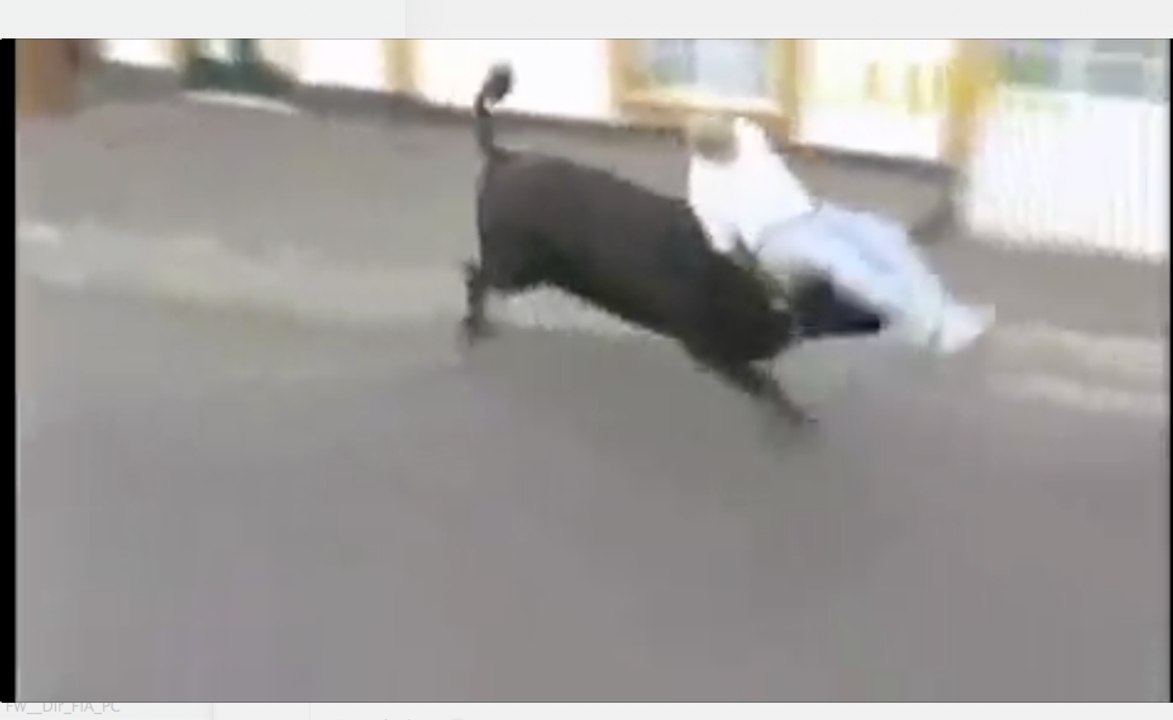 Funny cow attack