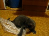 Cat Playing with a Plastic Bag - Poşetle Oynayan Kedi (TR)