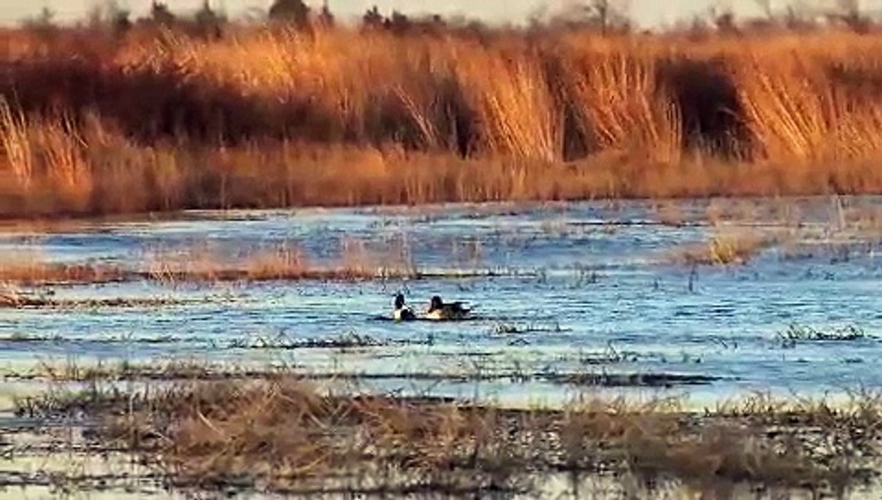 Duck Migration