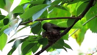 Costa's hummingbird sitting on nest at Franklin Park Zoo