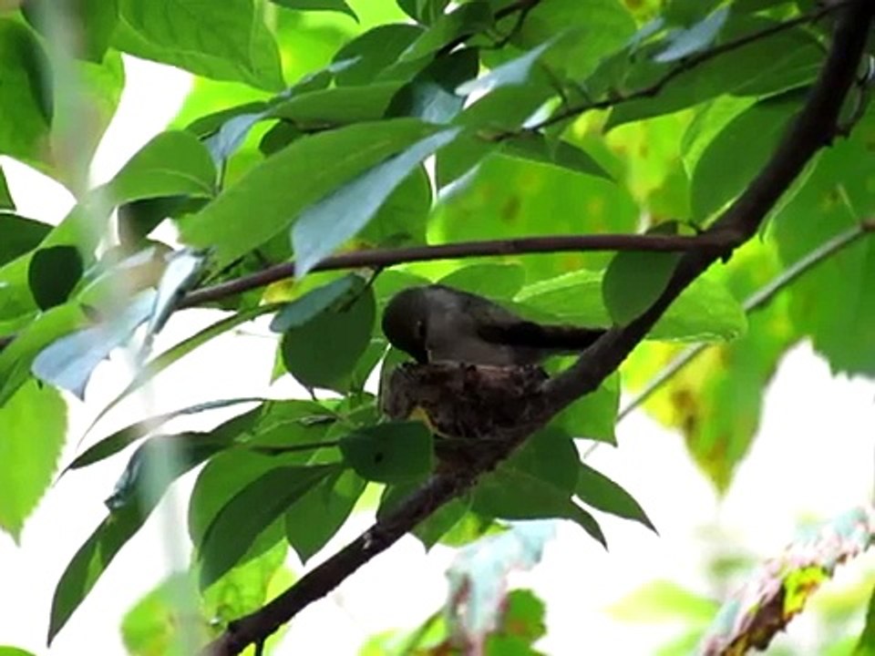 Costa's hummingbird sitting on nest at Franklin Park Zoo