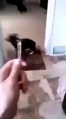 attend je t'attrape avec n'importe quel objet