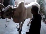 Very Very Dangerous Bull Of  Qurbani Eid Ul Adha - bakra eid