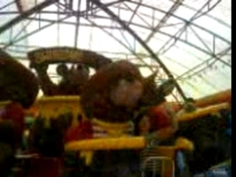 Swinging bears