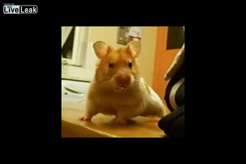 Naughty Happy Birthday by Harry the Hamster