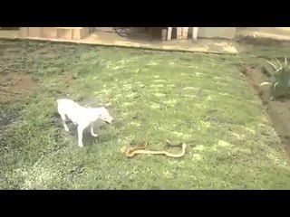A Dog Fight With Snake and kill him Watch amazing video